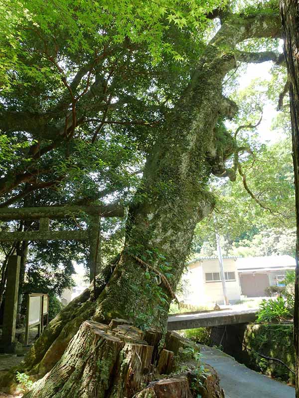 神内神社のホルトノキ