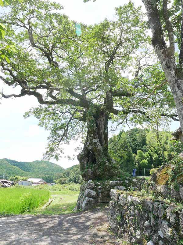 長徳寺のクロガネモチ