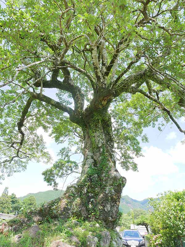 長徳寺のクロガネモチ