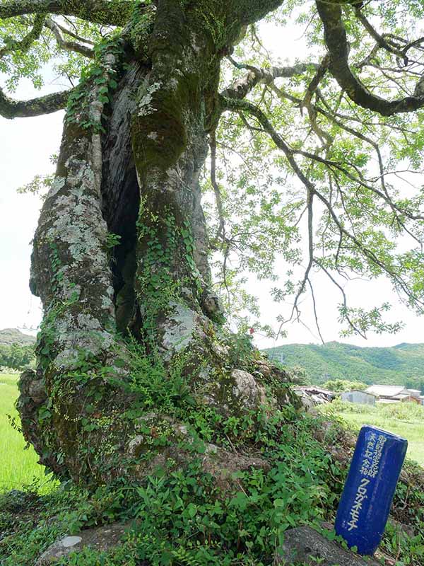 長徳寺のクロガネモチ