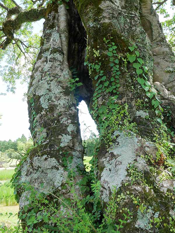 長徳寺のクロガネモチ