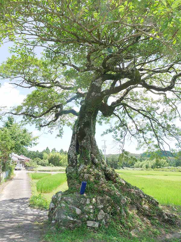 長徳寺のクロガネモチ