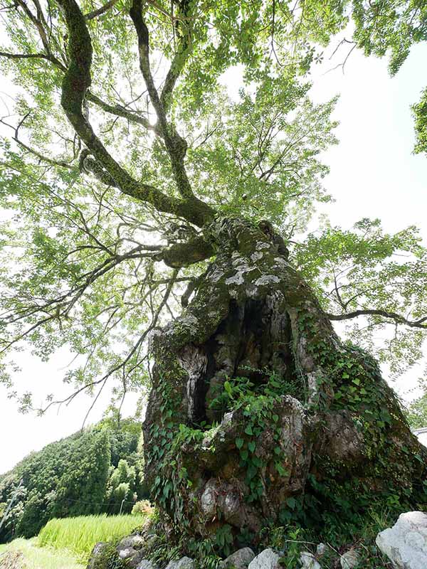 長徳寺のクロガネモチ