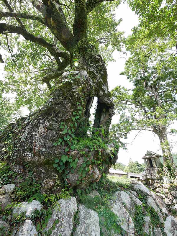 長徳寺のクロガネモチ