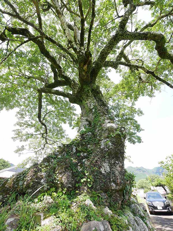 長徳寺のクロガネモチ