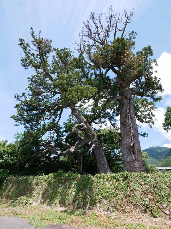 上野の大杉