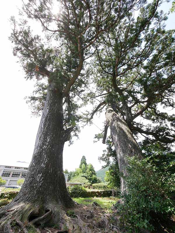 上野の大杉