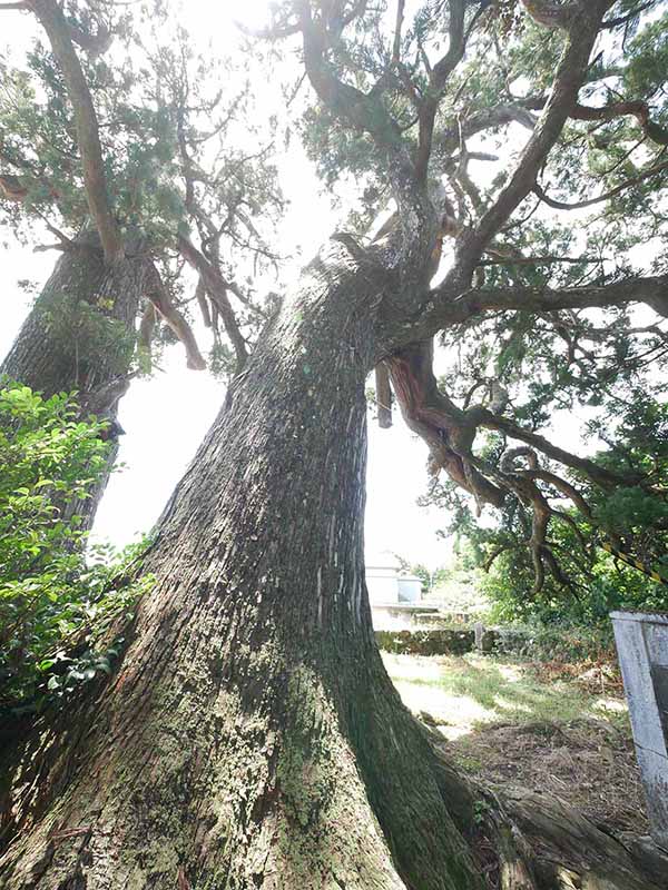 上野の大杉