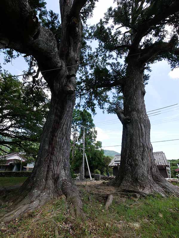 上野の大杉