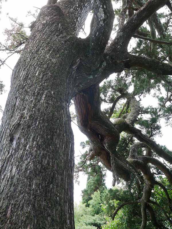 甲野の大杉