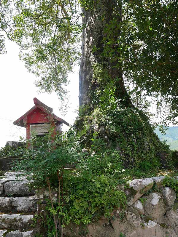 長全寺のナギの木