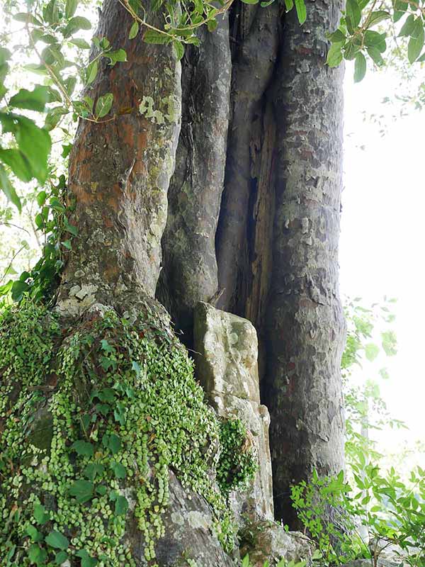 長全寺のナギの木