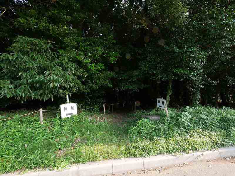 積田神社の神柿