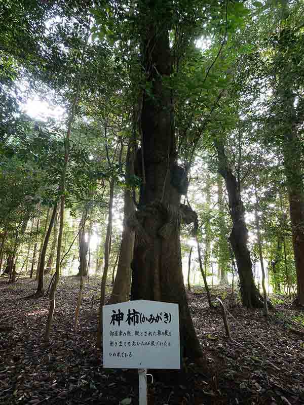 積田神社の神柿