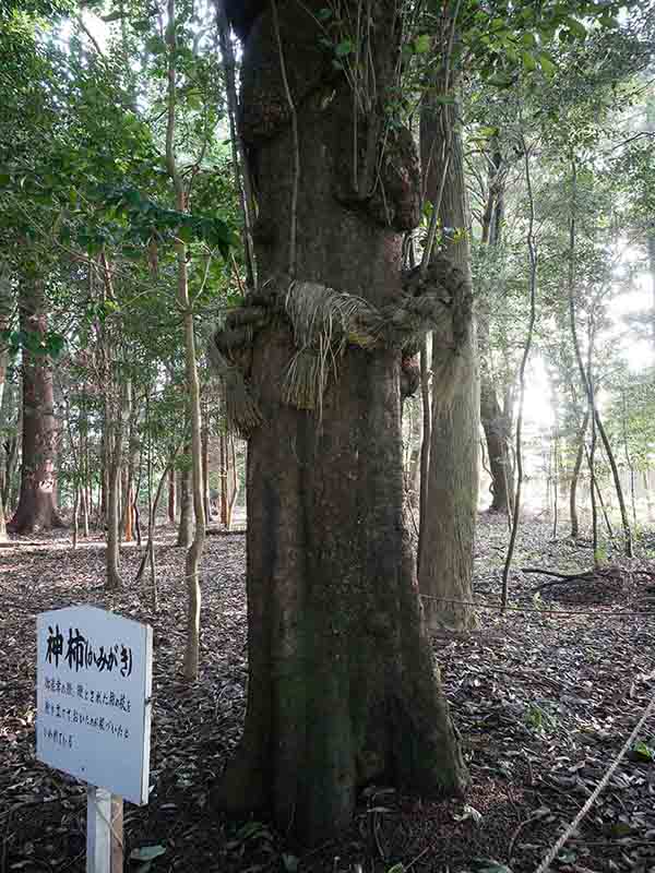 積田神社の神柿