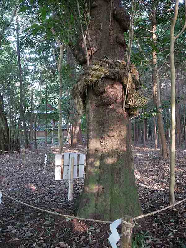 積田神社の神柿