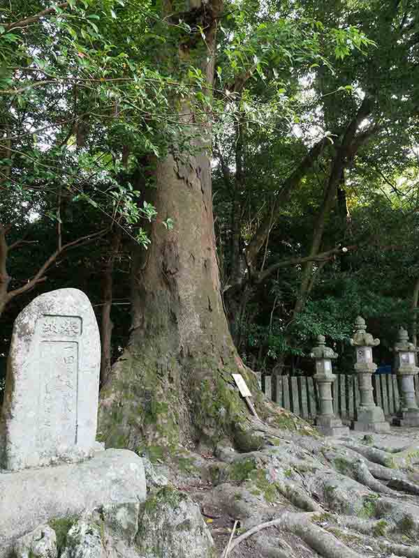 積田神社のケヤキ