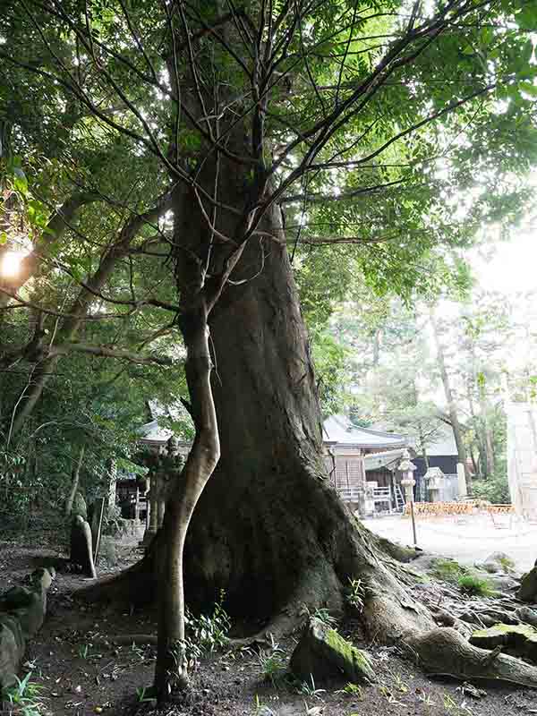 積田神社のケヤキ