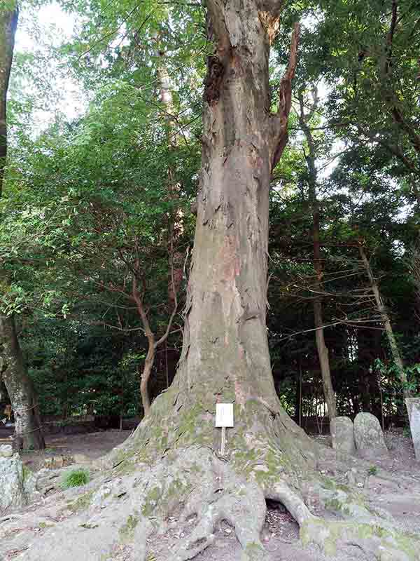 積田神社のケヤキ