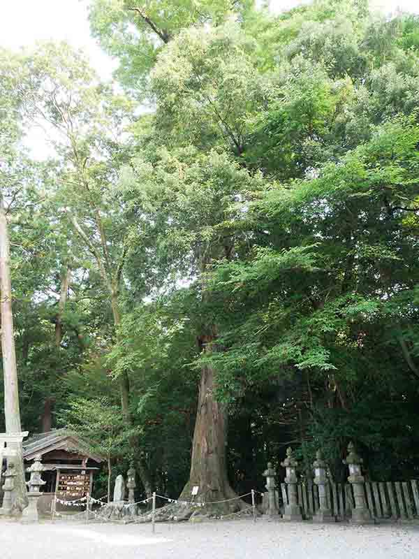 積田神社のケヤキ