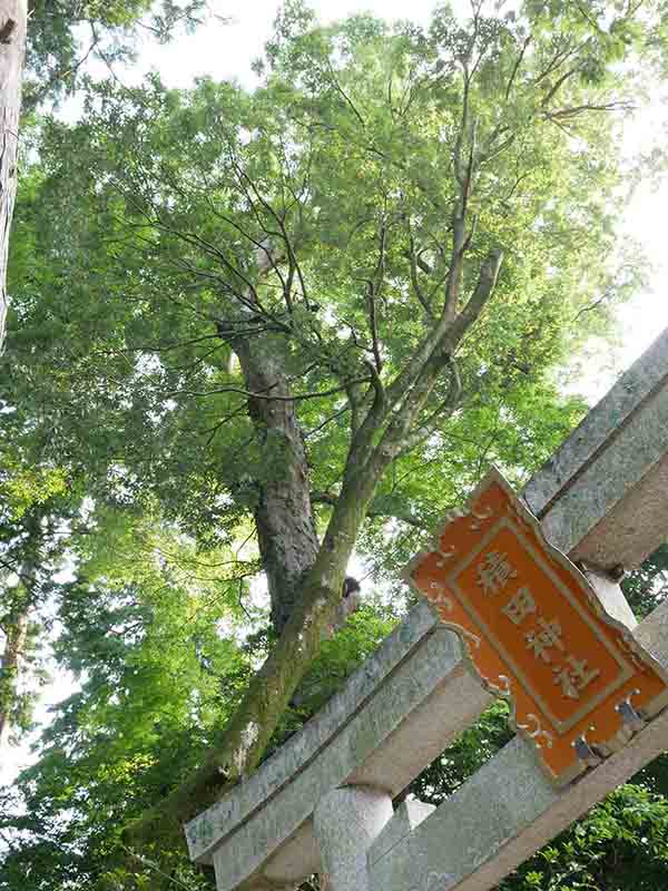 積田神社のケヤキ