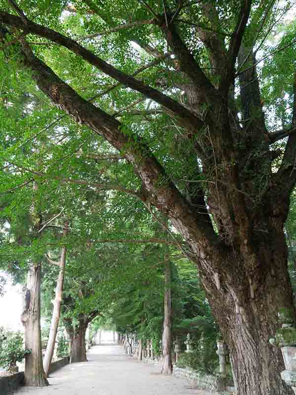 積田神社のイチヨウ