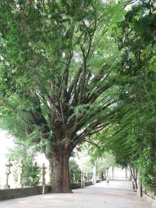 積田神社のイチヨウ