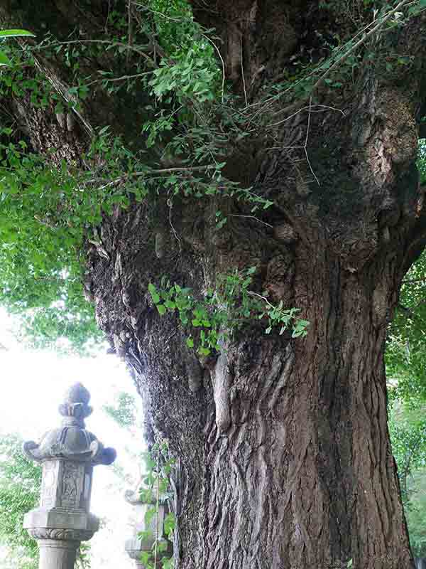 積田神社のイチヨウ