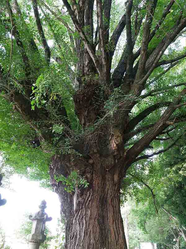 積田神社のイチヨウ