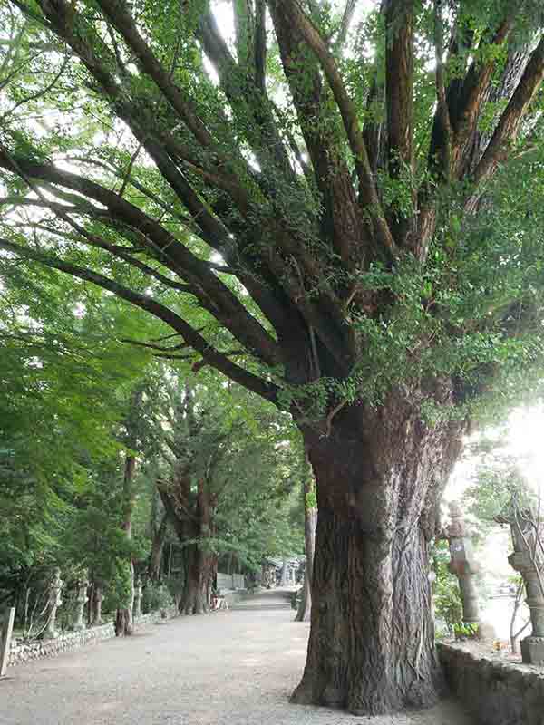 積田神社のイチヨウ