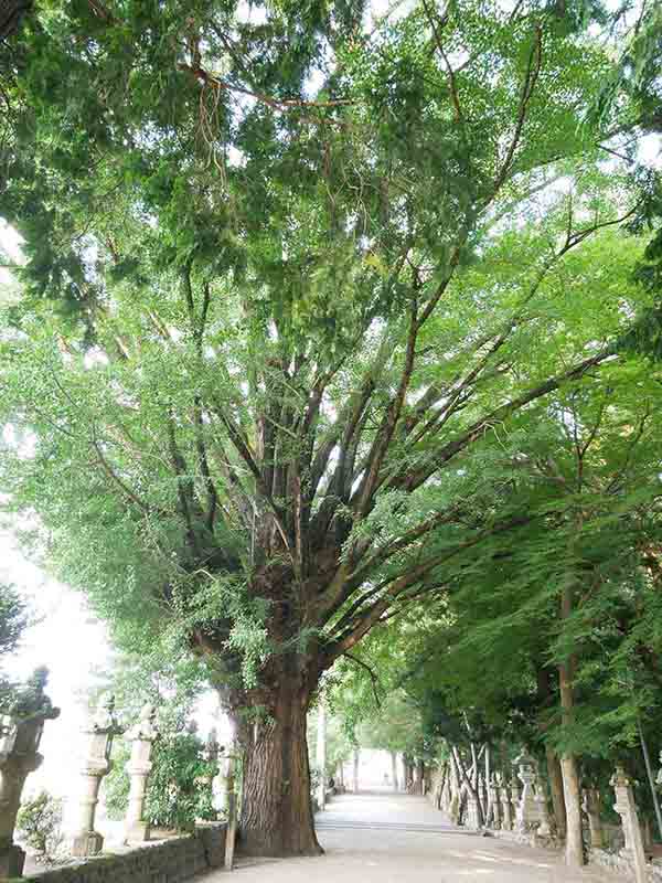 積田神社のイチヨウ