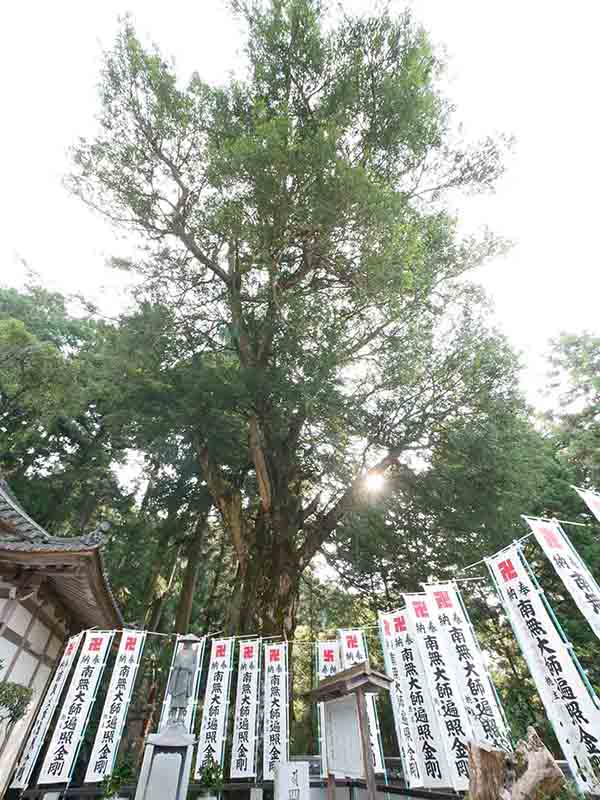 無動寺のカヤ