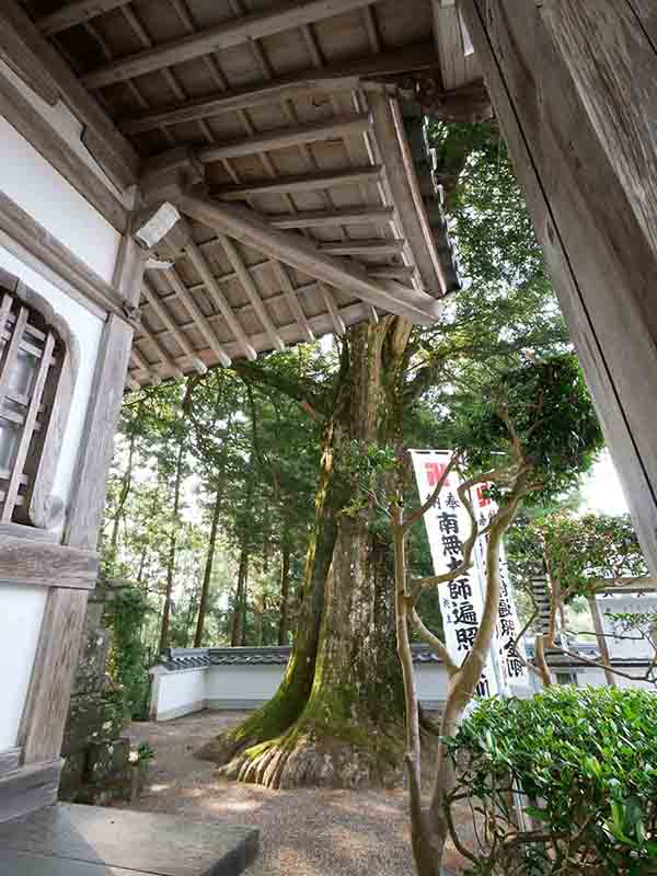 無動寺のカヤ