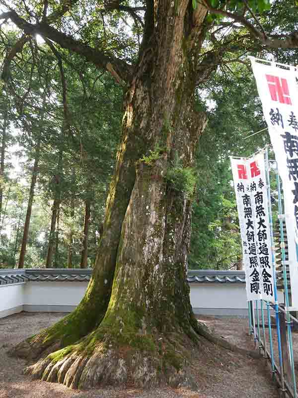 無動寺のカヤ