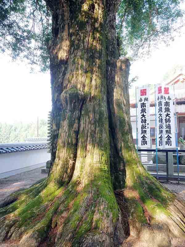 無動寺のカヤ