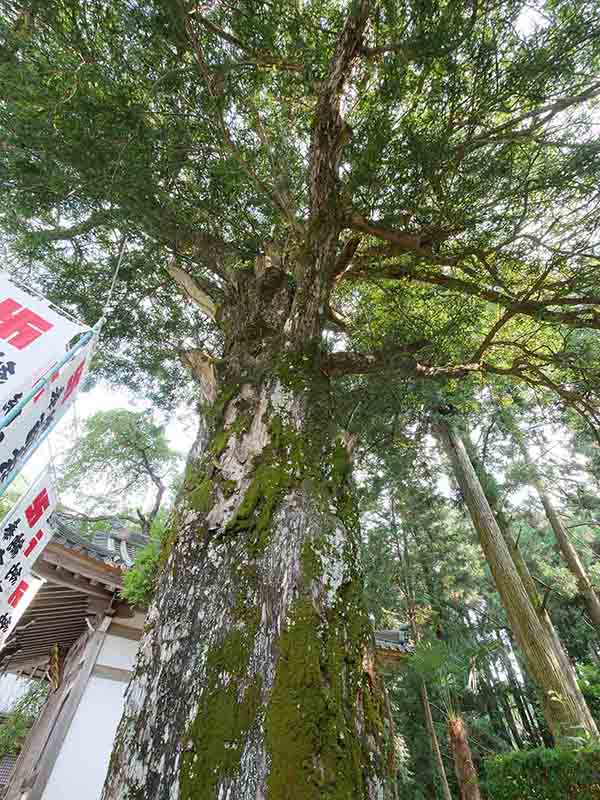 無動寺のカヤ