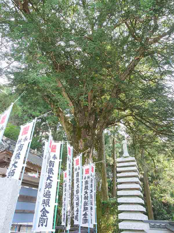 無動寺のカヤ