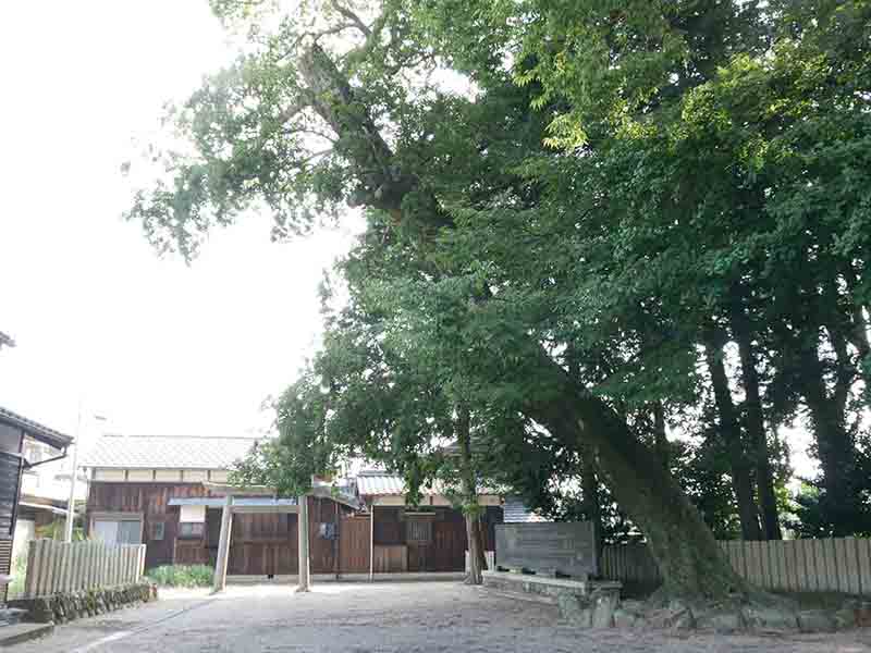 丈六八幡神社の大ケヤキ