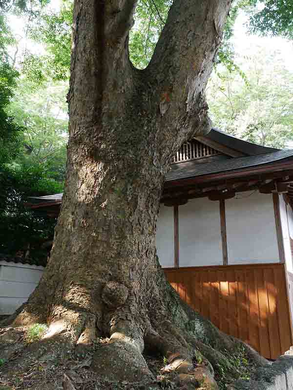 丈六八幡神社の大ケヤキ