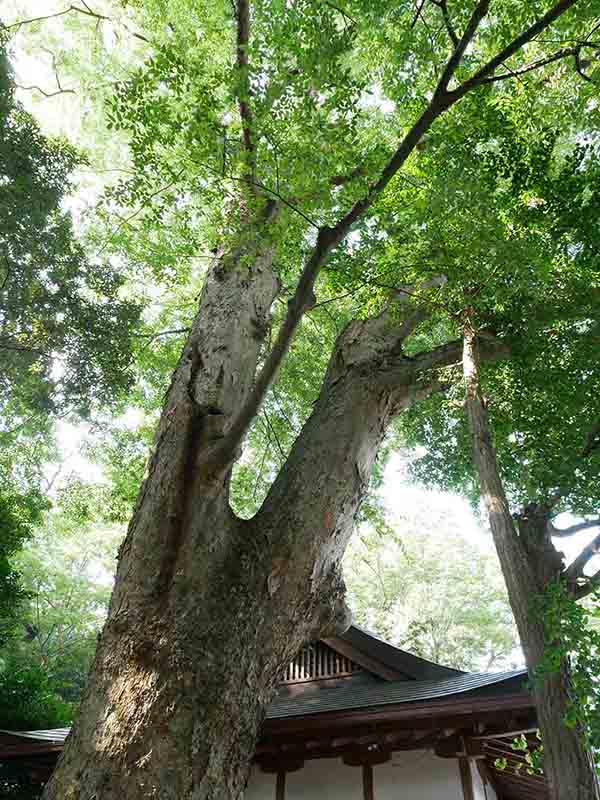 丈六八幡神社の大ケヤキ