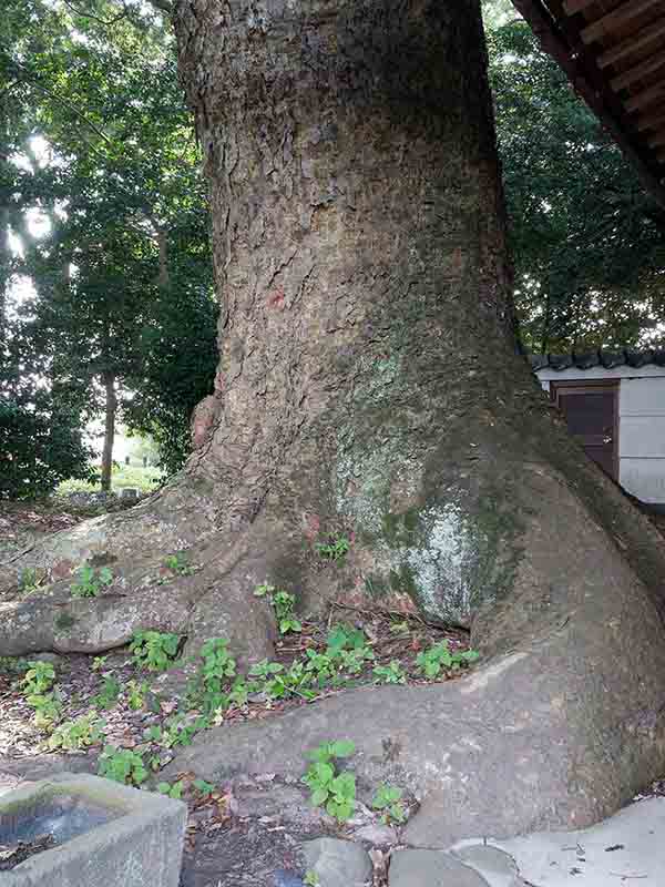 丈六八幡神社の大ケヤキ