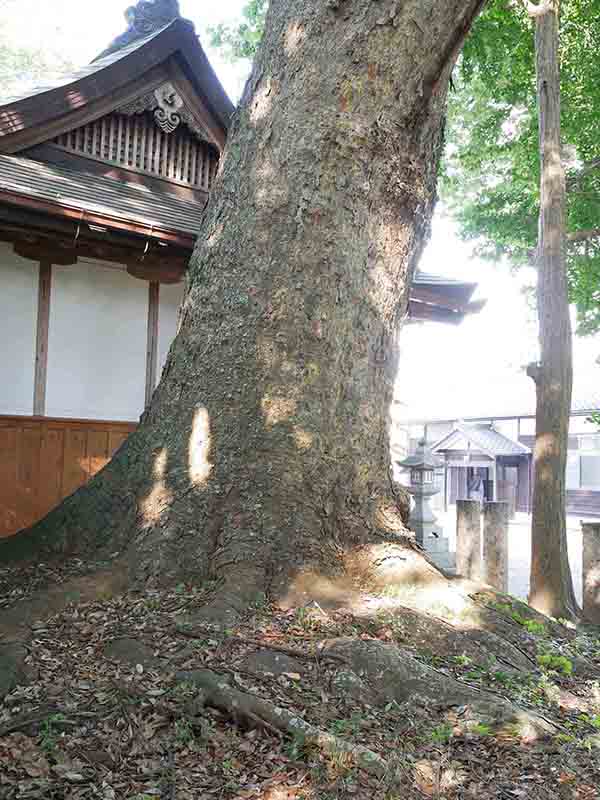 丈六八幡神社の大ケヤキ