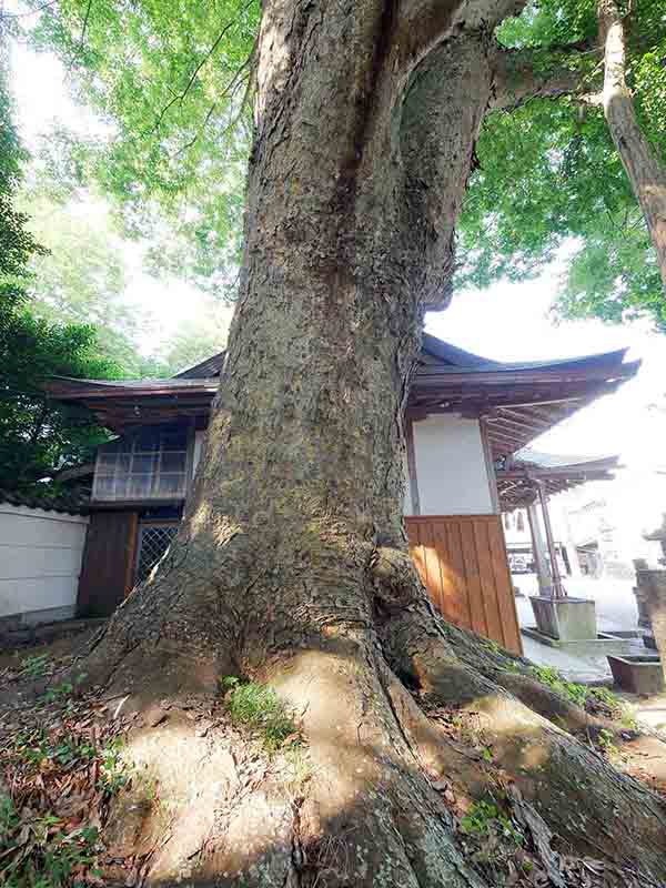 丈六八幡神社の大ケヤキ