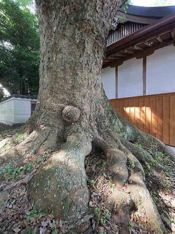 丈六八幡神社の大ケヤキ