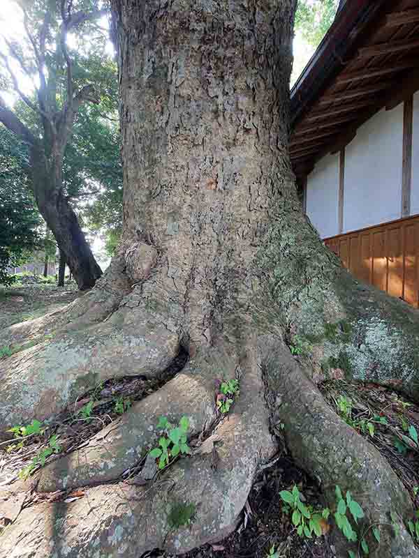 丈六八幡神社の大ケヤキ