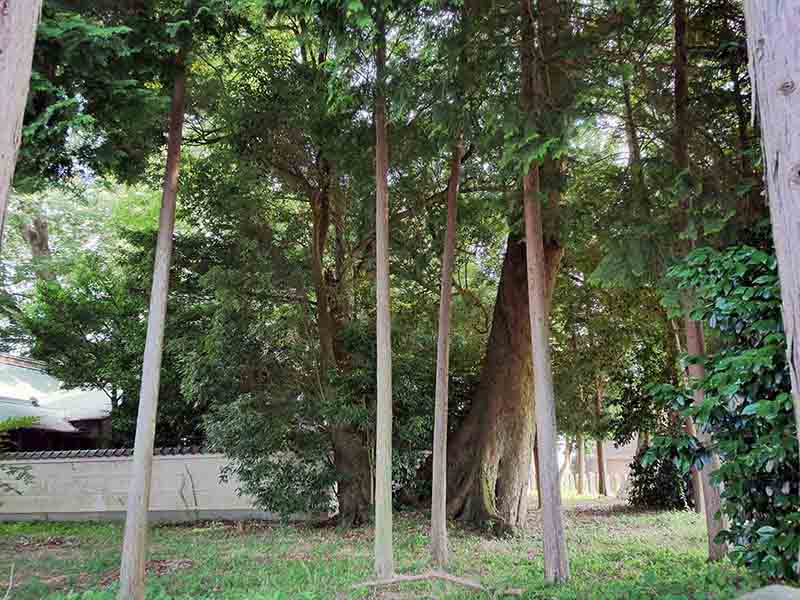 丈六八幡神社の大ケヤキ