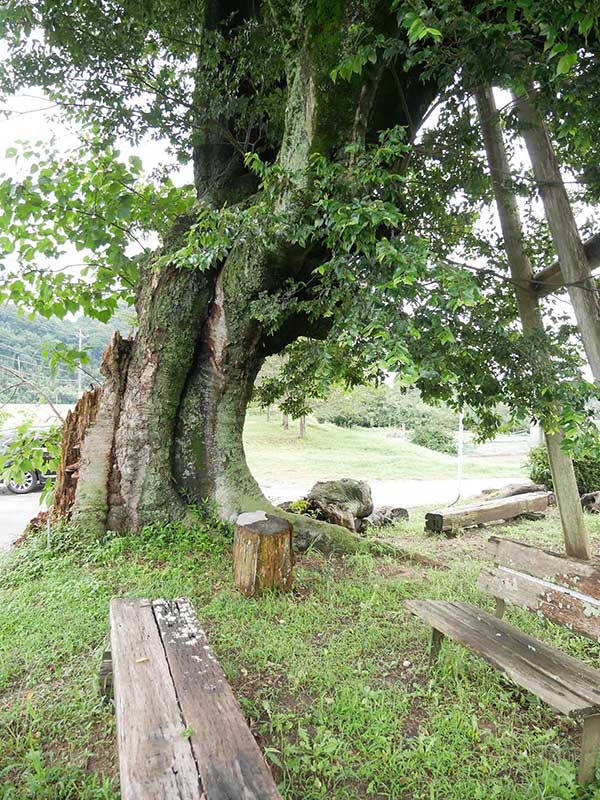 石橋のエノキ