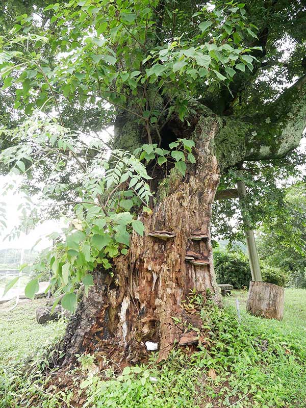 石橋のエノキ