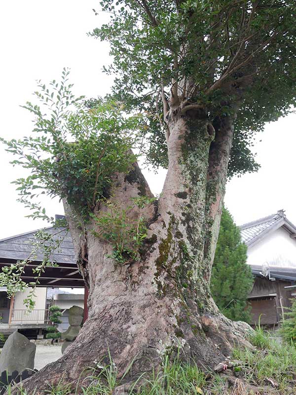 成福寺のイスノキ