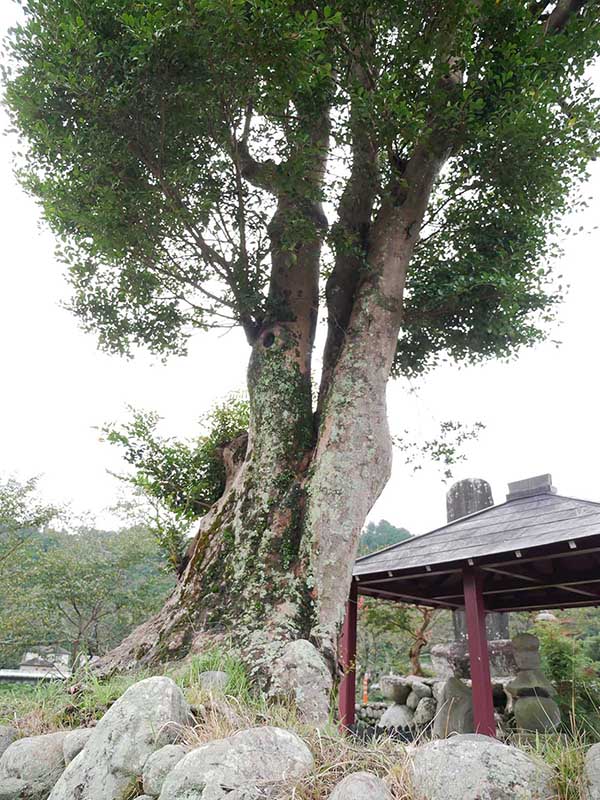 成福寺のイスノキ